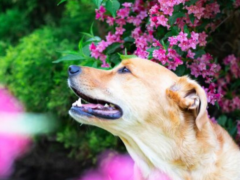 smiling dog near flowers
