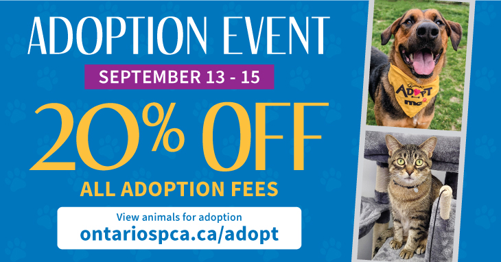 dog and cat adoption event