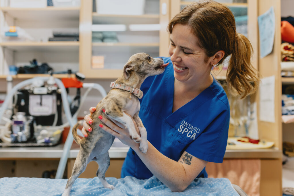 An Ontario SPCA veterinary team member smiles as she holds a playful brindle puppy that reaches up to lick her face inside a veterinary clinic.