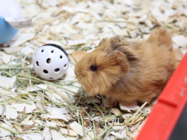 guinea pig with ball