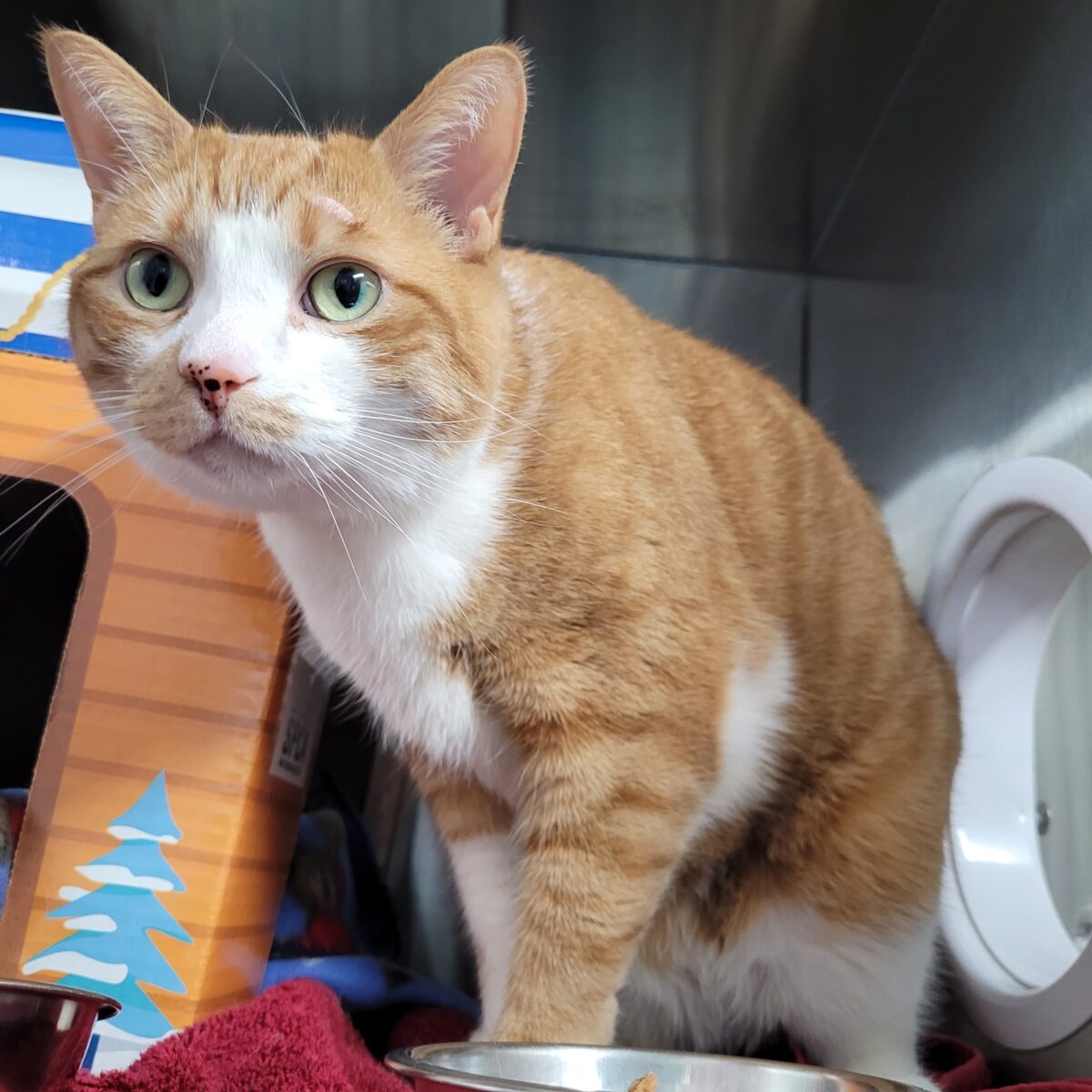 Ellie’s adventure: Overcoming boundaries to search out her loving house