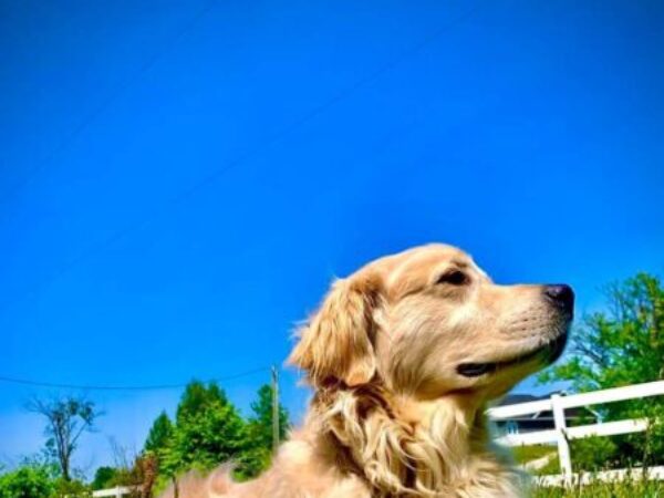 dog in grass