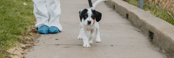 dog-walking-banner