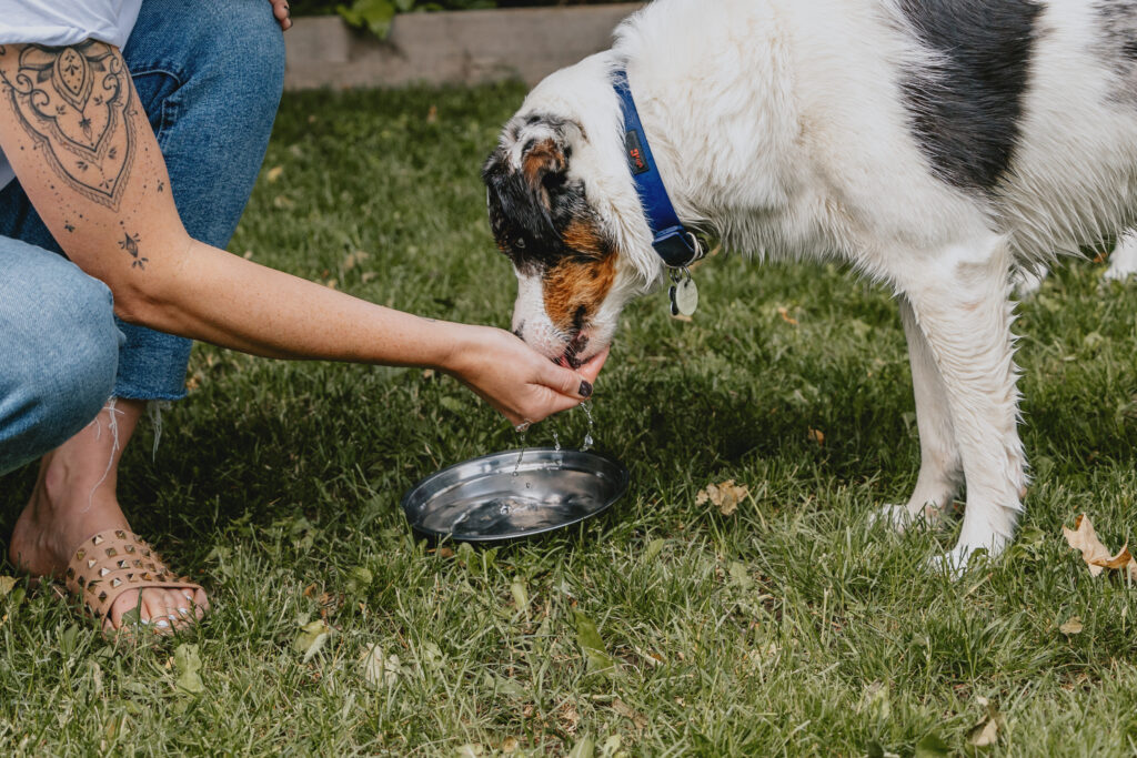 **35.** Person kneeling on the grass while offering water from their hand to a dog beside a metal water bowl outdoors.