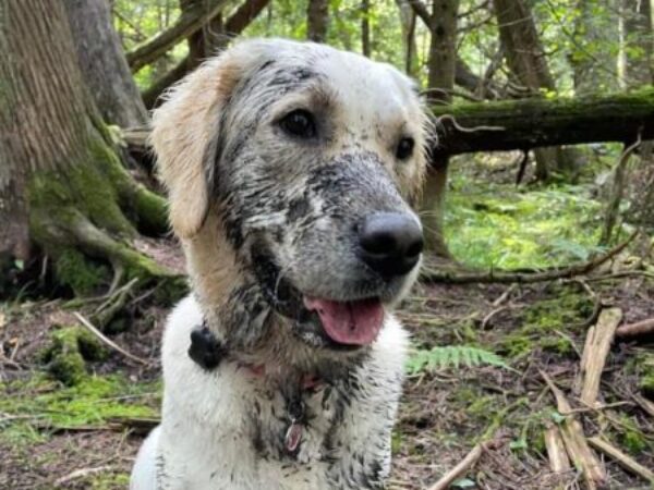 muddy dog