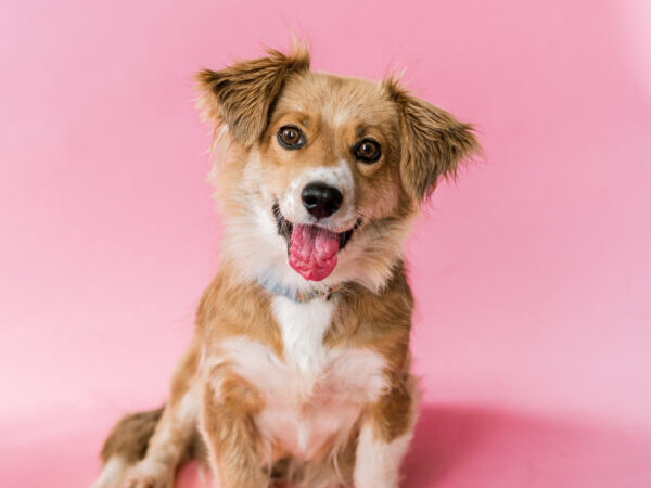 Dog with pink background