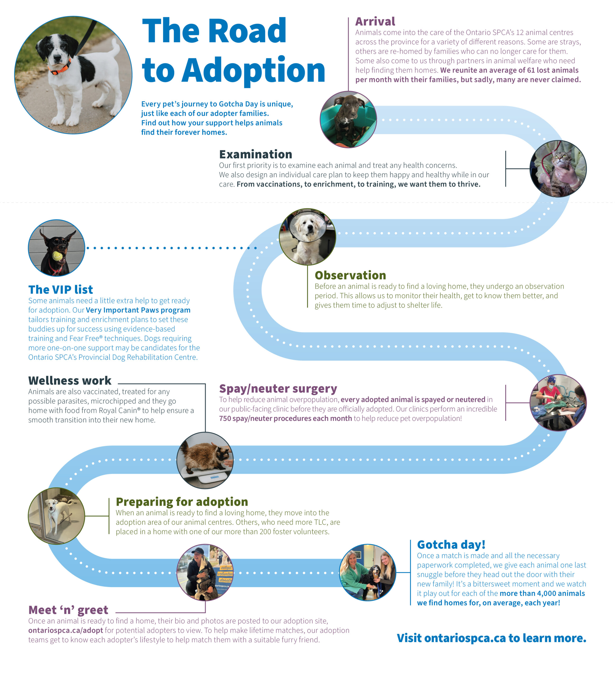 road to adoption infographic