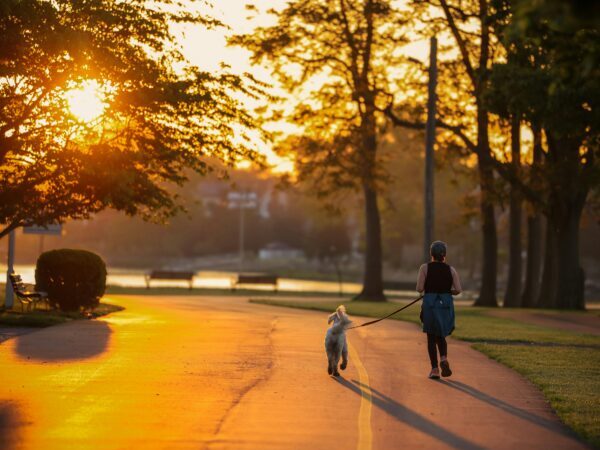 Dog running