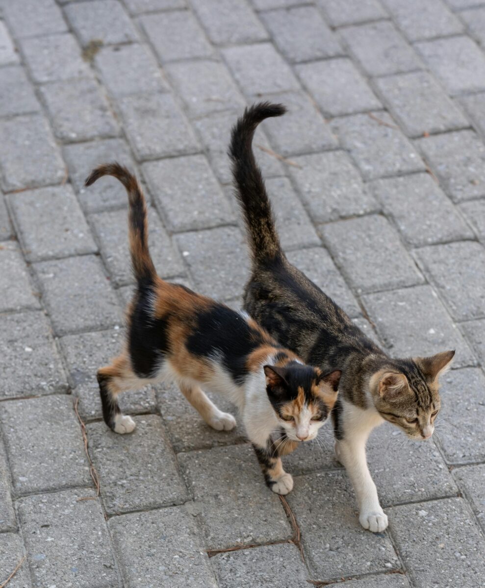 National Feral Cat Day Caring for community cats Ontario SPCA and