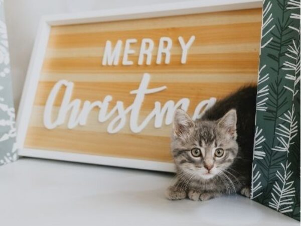 christmas kitten