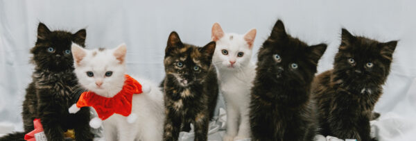 AnimalsForAdoption-Banner