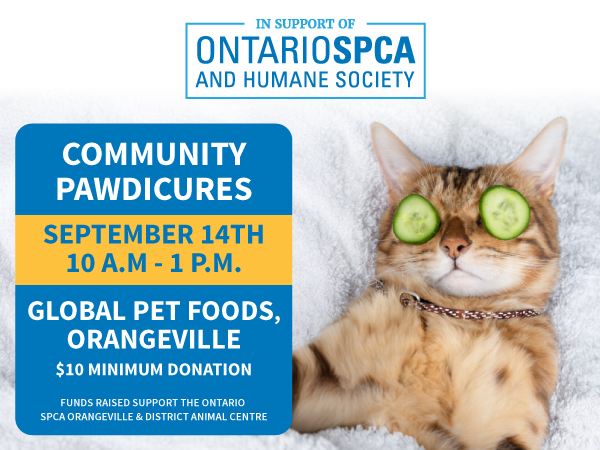 community pawdicures orange cat