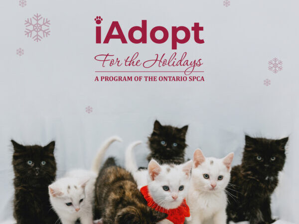 iAdopt kittens