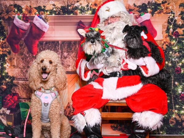 dogs with santa