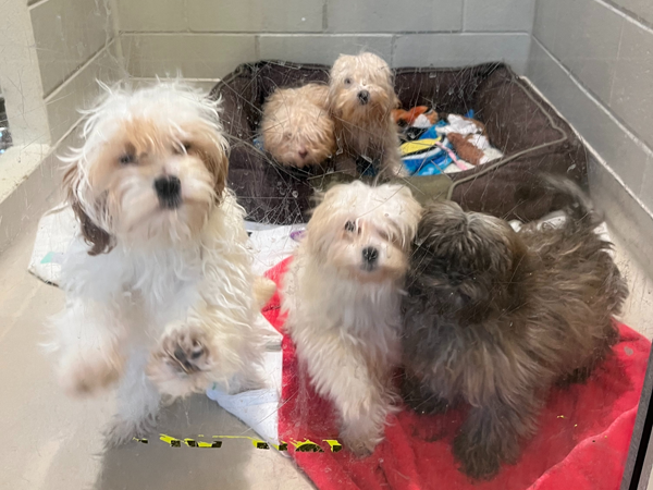 shih tzu puppies