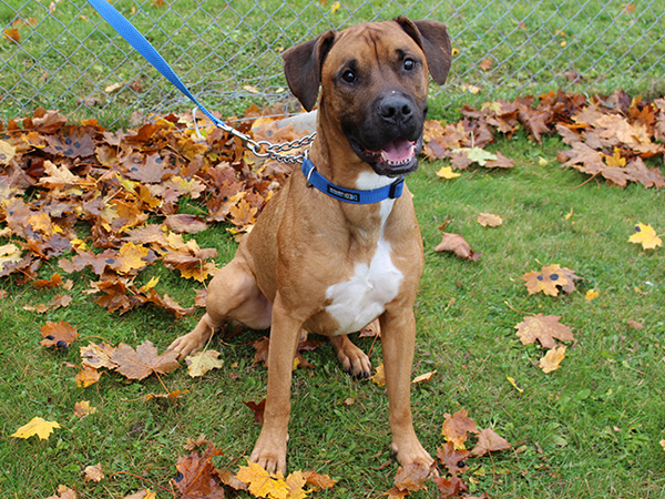 smiling brown and white dog