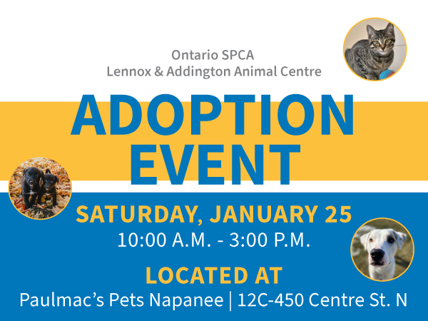 dog and cat adoption event