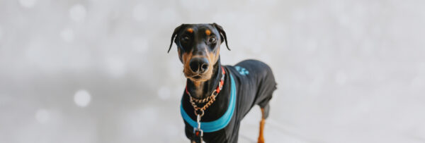 AnimalsForAdoption-Banner (1)