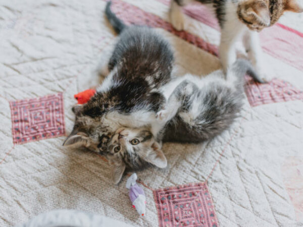 kittens playing