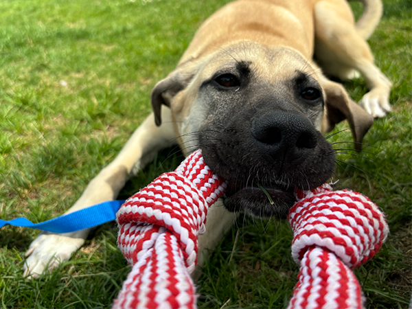 dog with chew toy