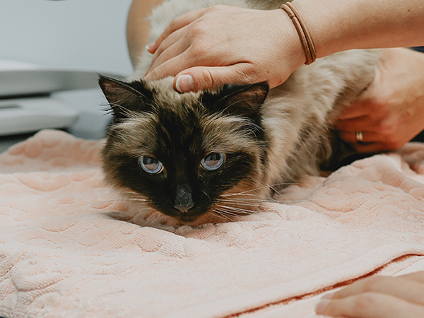 siamese cat being petted