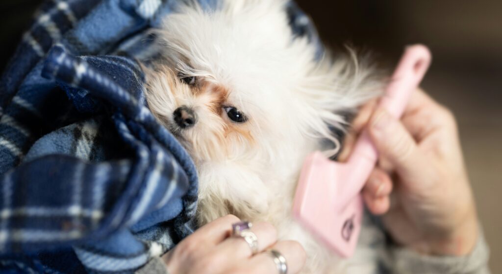 dog being groomed