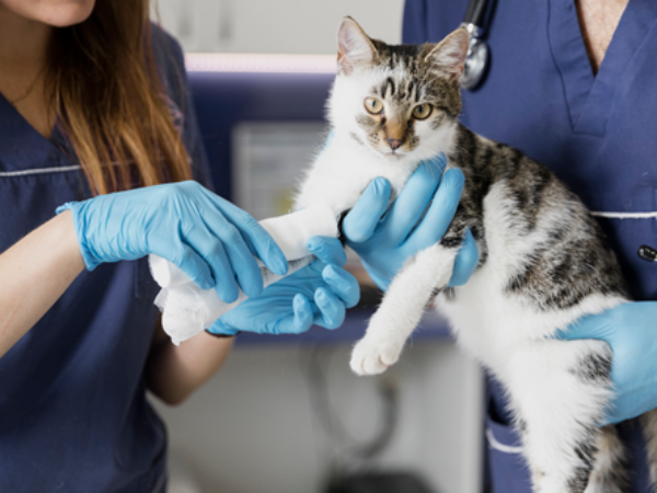 vets caring for cat in clinic
