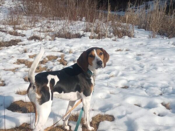 dog outside in snow