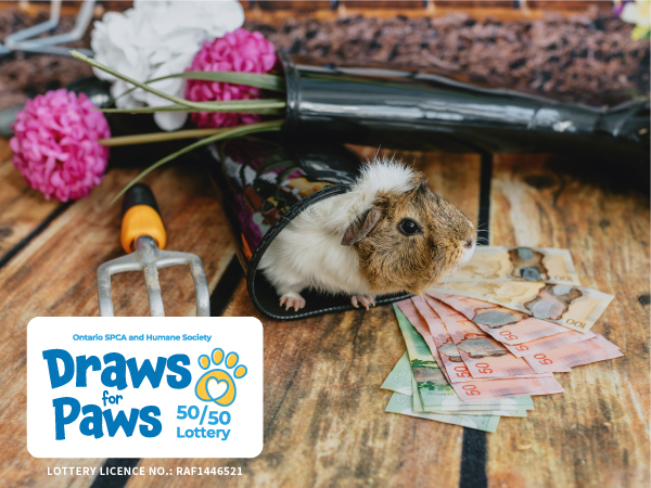 guinea pig with money spring lottery