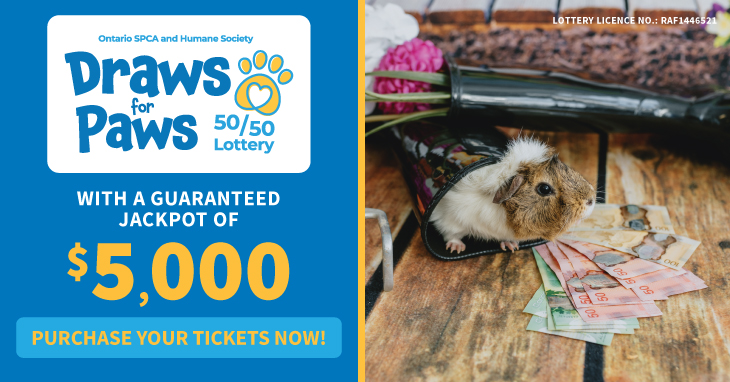 guinea pig with money spring lottery