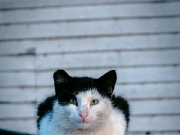 feral cat on car