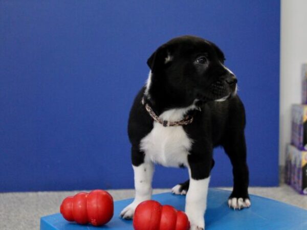 puppy with toy