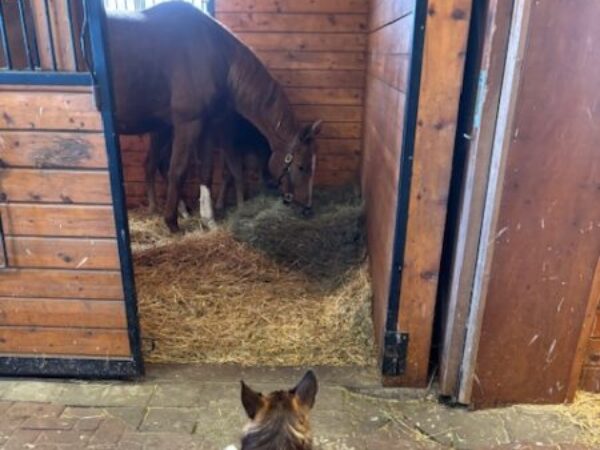 Bailey with horses