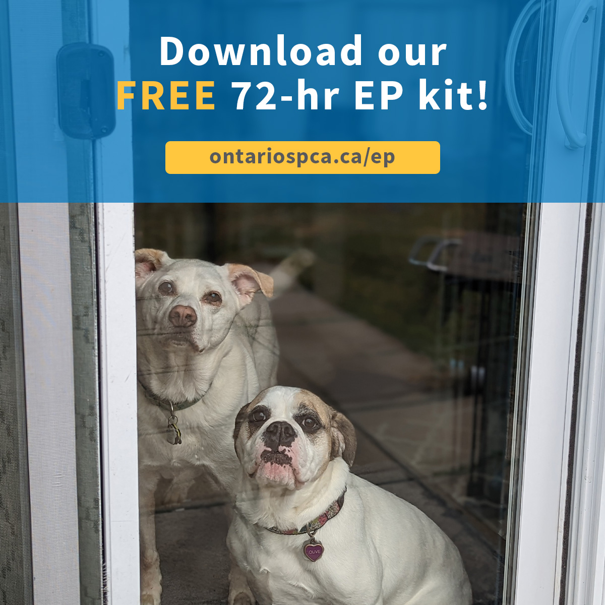 2 dogs in window