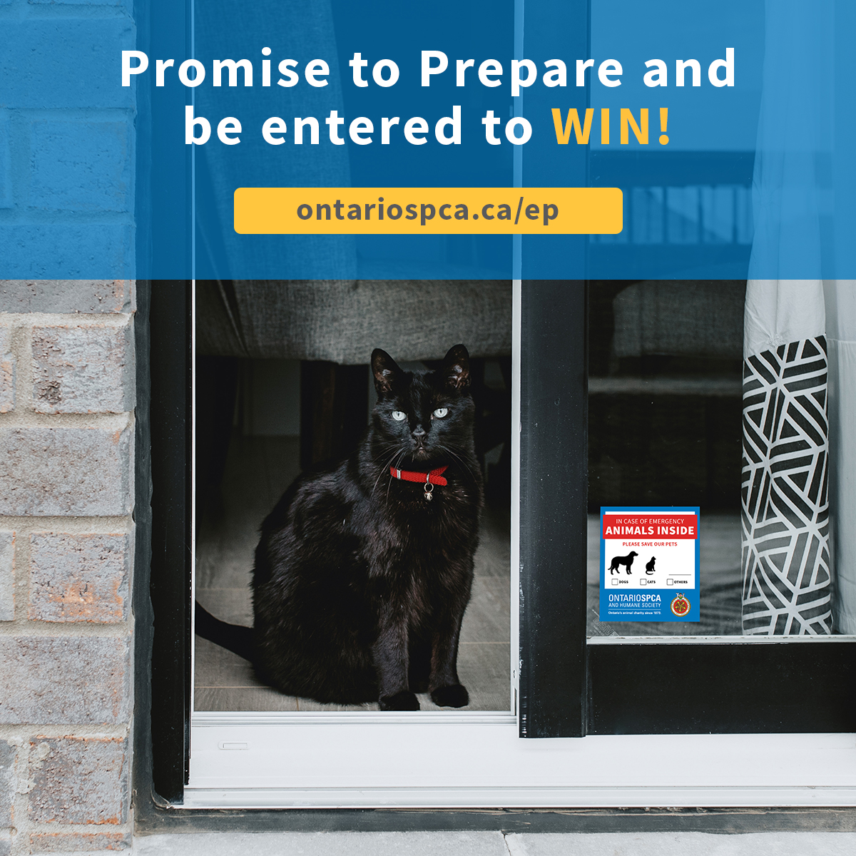 black cat in window