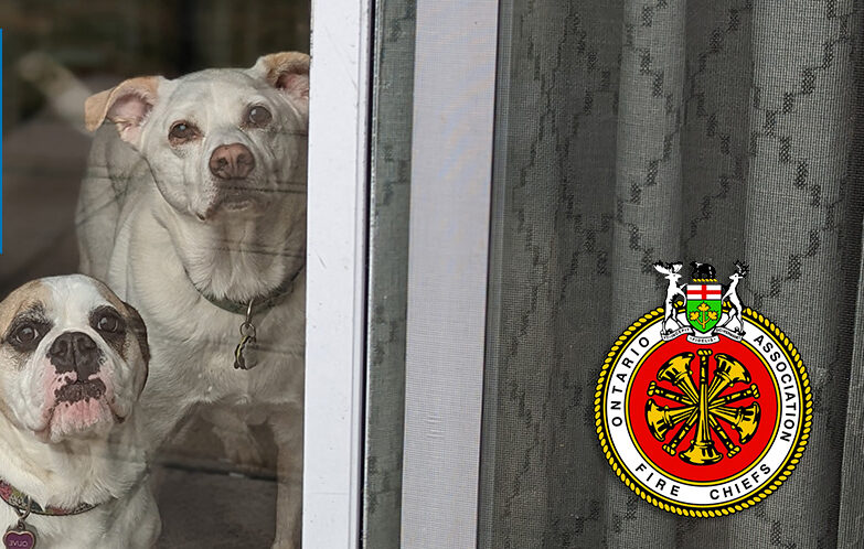 two dogs in window