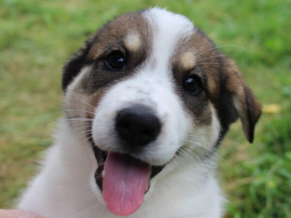 puppy