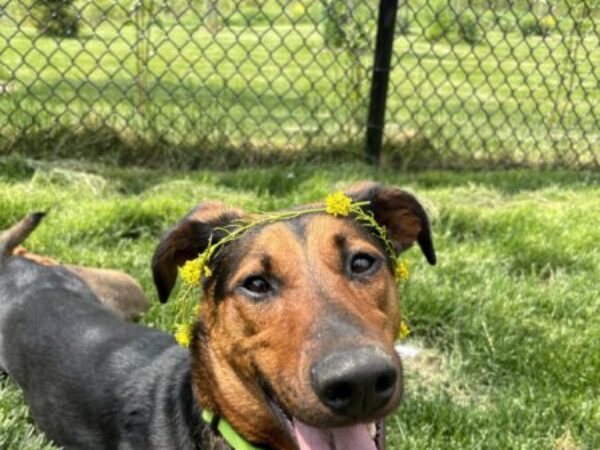 dog outside with flowers