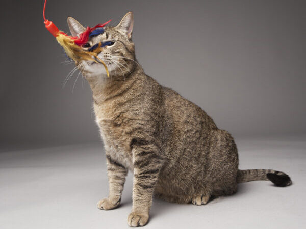 cat with toy