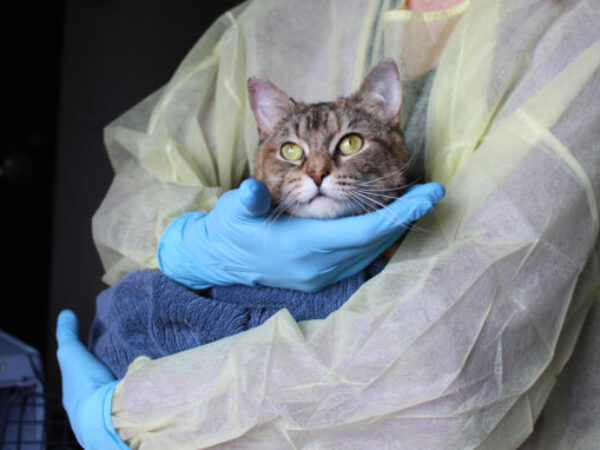 cat with vet
