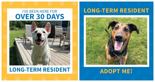 iadopt frames