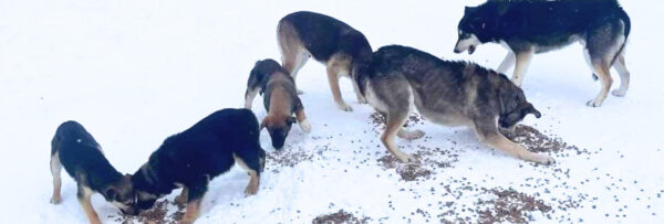 northern-dogs-sms-banner