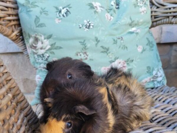Odin and Thor