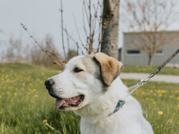 Dog outside