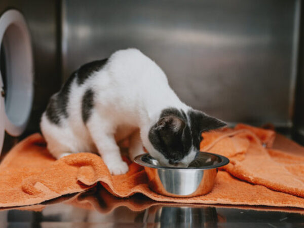 cat eating