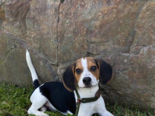 dog on walk