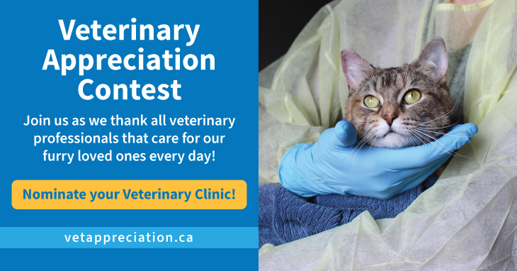 veterinary with cat