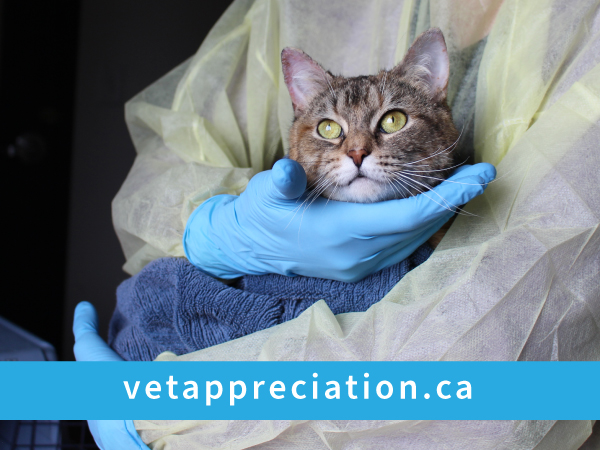veterinary with cat