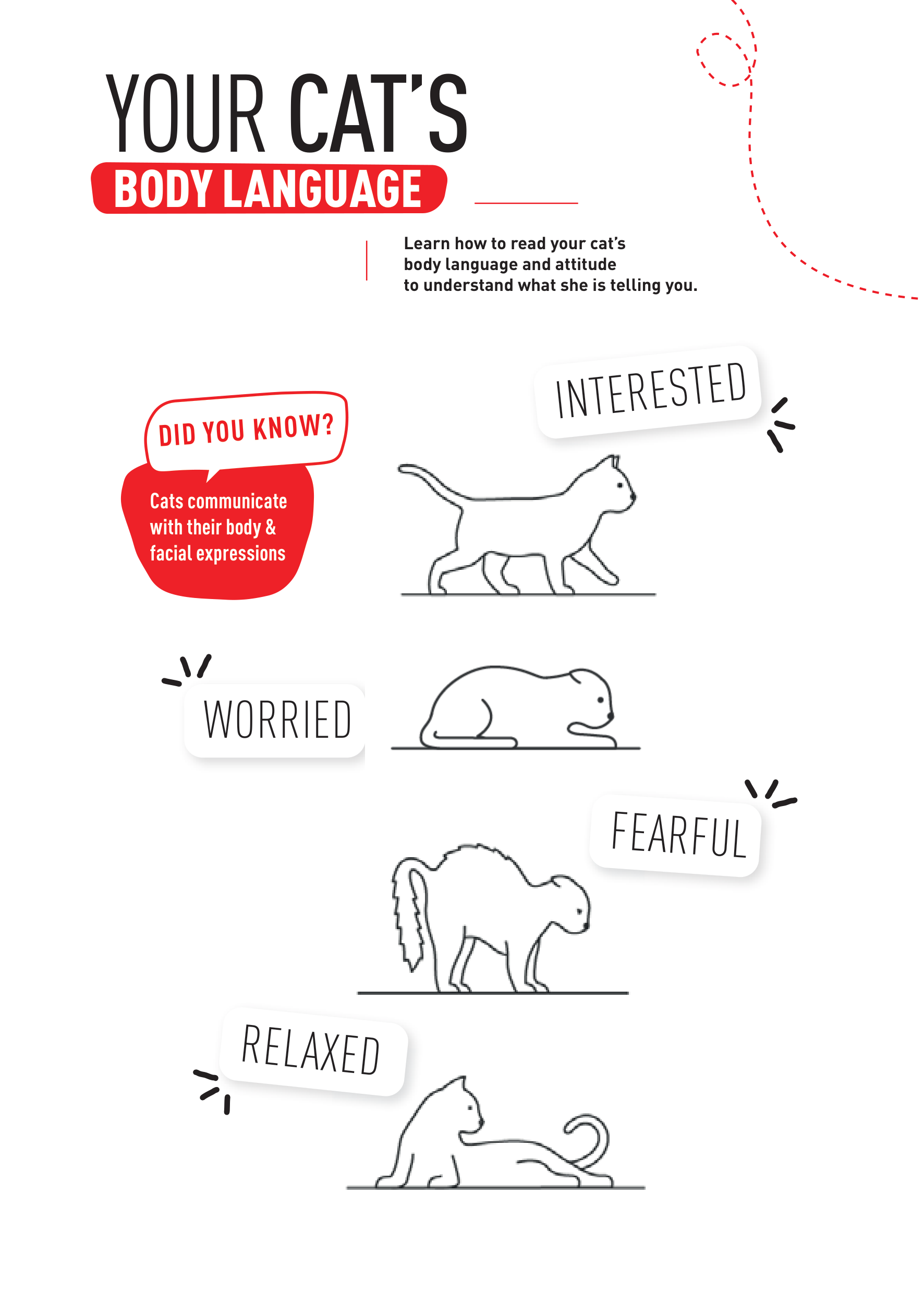 Learn how to read your cat’s body language Ontario SPCA and Humane