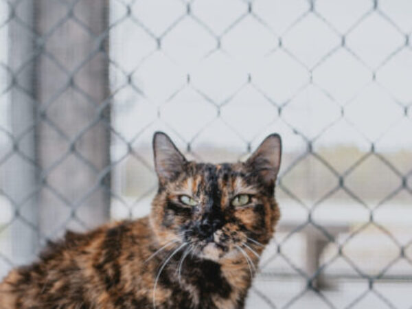 cat in catio